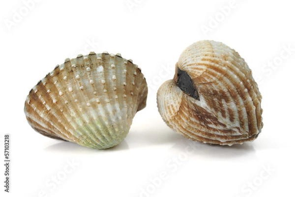 Obraz cockles