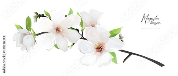 Fototapeta Magnolia tree branch with  cream white flowers and green leaves. Elegant, watercolor style spring editable vector illustration. Lovely invite card template design. Isolated designer decorative element