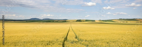 Obraz wide angle view of corn field with track of farmer