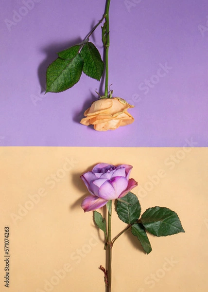 Fototapeta Pastel purple and orange roses on light background. Romantic bloom concept. Minimalistic nature flat lay. 8th march idea.