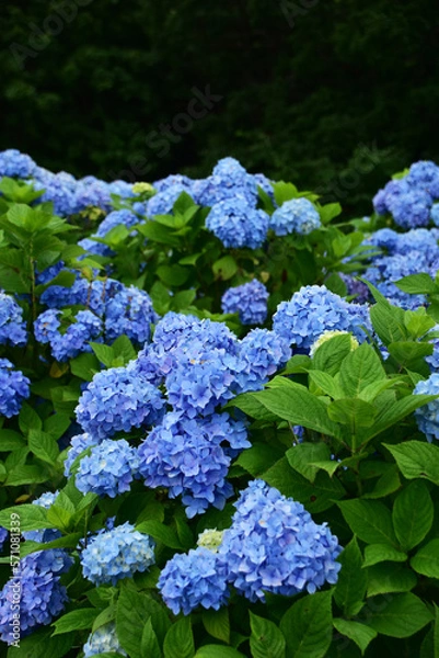 Fototapeta 満開の青いアジサイ