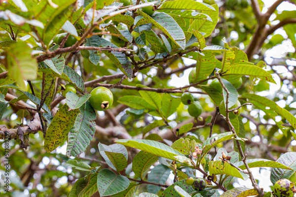 Obraz Fruto sin madurar de guayaba