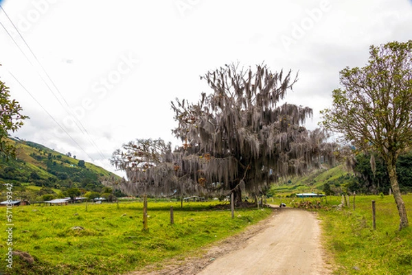 Fototapeta Tillandsia usneoides extremo