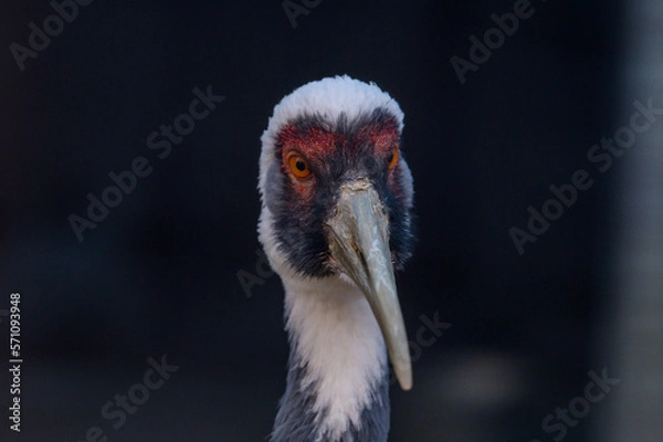 Obraz ●タンチョウ