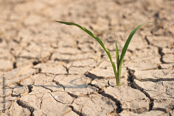 Obraz Growth of trees in drought crisis, Living with tree drought.