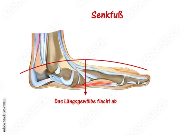 Obraz anatomie senkfuss