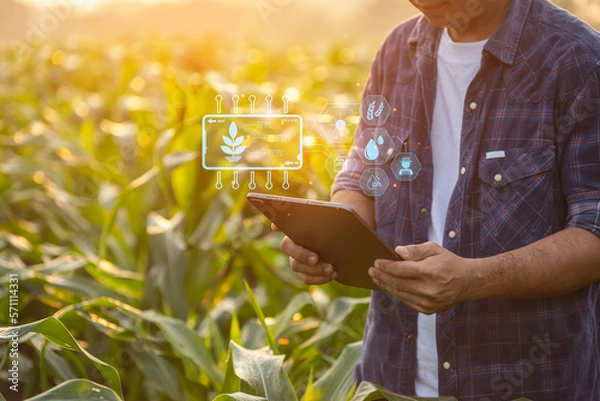 Fototapeta Farmer using digital tablet in corn crop cultivated field with smart farming interface icons and light flare sunset effect. Smart and new technology for agriculture business concept.