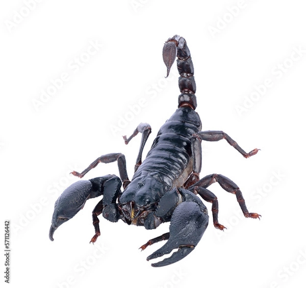 Fototapeta scorpion on transparent png