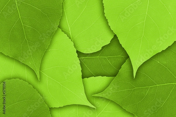 Obraz Liście tekstury tła