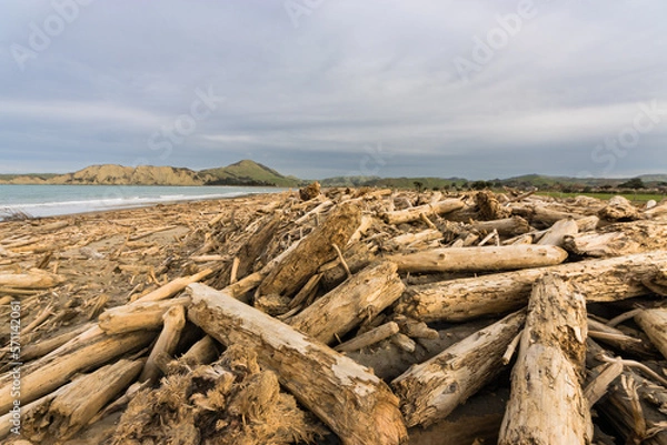 Obraz Forestry slash on Tolaga Bay beach, NZ following a storm that washed the slash off the surrounding hills and into the rivers which discharge into the ocean.
 