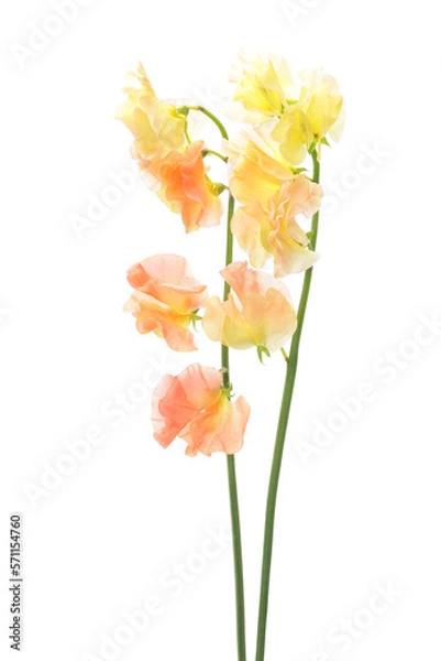 Obraz 白背景の黄色とオレンジのスイートピー