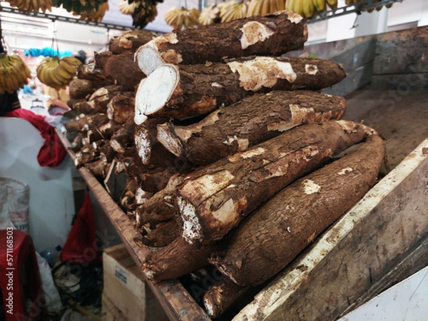 Fototapeta Cassava, also called manioc, ketela, yuca, balinghoy, mogo, mandioca, kamoteng kahoy, tapioca and manioc root. Underground part of the cassava shrub, which has the Latin name Manihot esculenta