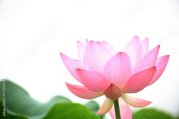 Obraz a bright lotus flower