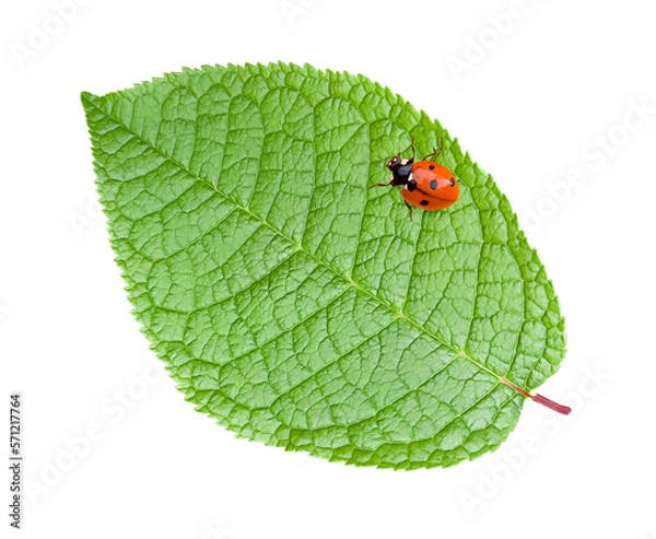Fototapeta Ladybug on a green leaf of a tree. Isolated. Copy space