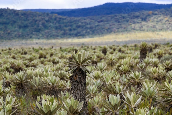 Obraz Frailejones de paramos
