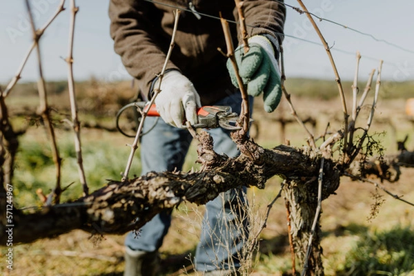 Fototapeta Pruning vineyards
