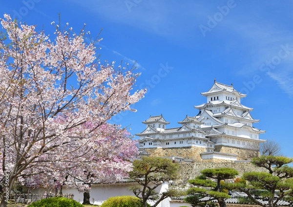 Obraz 満開の桜と姫路城