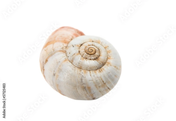 Fototapeta snail shell isolated
