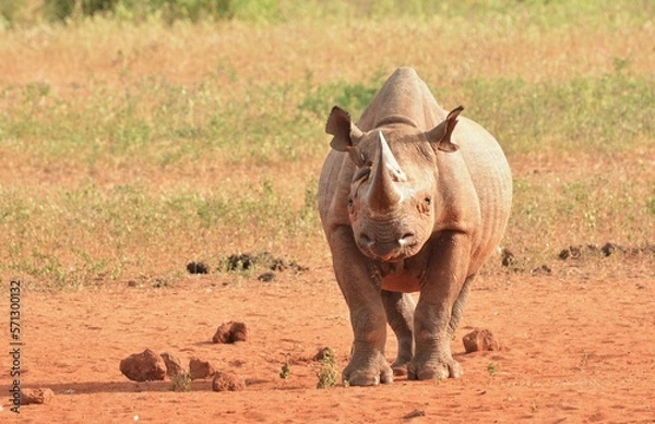 Obraz  Black rhino in the wild