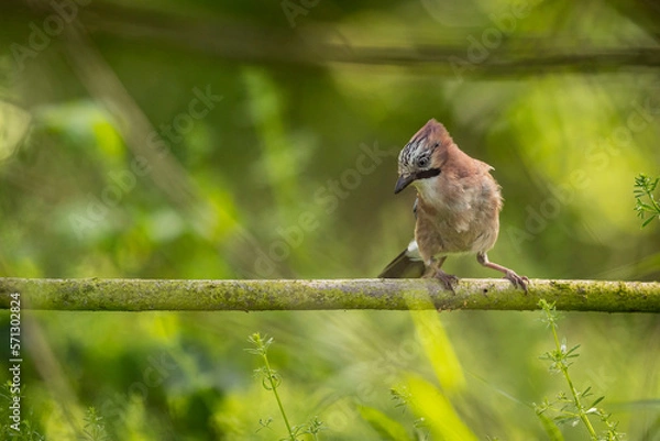 Obraz Sójka na gałęzi