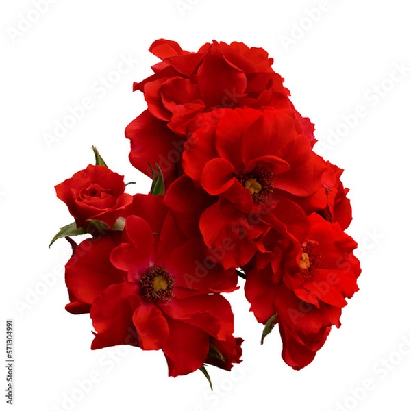 Fototapeta Bouquet of red roses with wavy petals on white background.