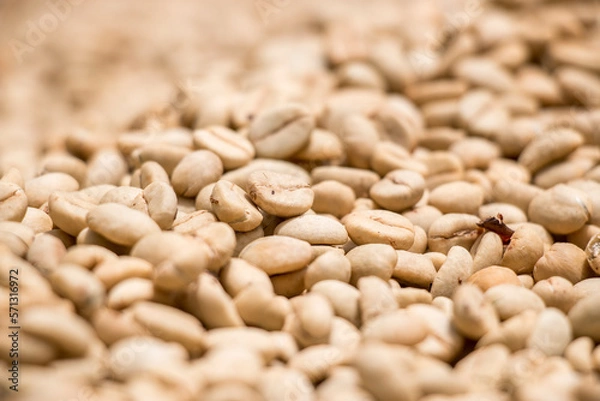 Fototapeta Secado de grano de cafe