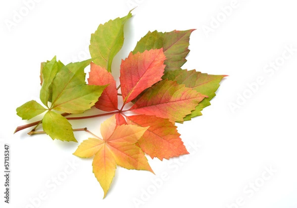 Obraz Herbstliche Weinblätter