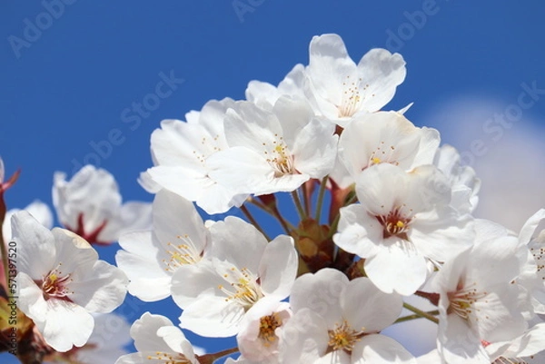 Obraz 青空の下の桜