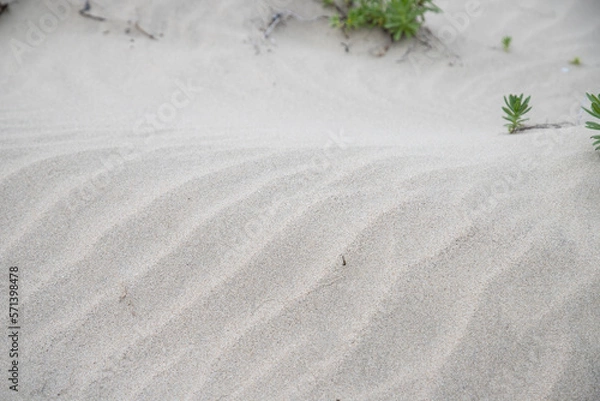 Obraz barren sandy desert with plants