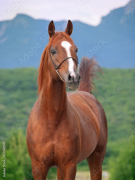Fototapeta portrait of  racing  sorrel  arabian stallion