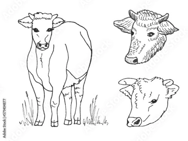 Obraz Black and white cow standing and looking at viewer and two cow heads hand drawn on white background