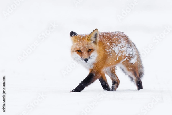 Obraz Curious Red fox walking on the snow 