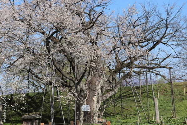 Obraz 青空の下の桜