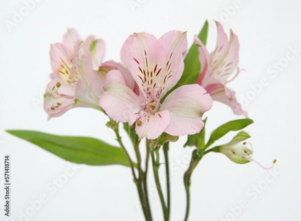 Fototapeta Liight Pink  Alstroemeria, commonly called the Peruvian lily or lily of the Incas, genus of flowering plants in the family Alstroemeriaceae