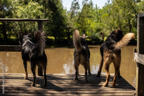 Fototapeta dock dog 2