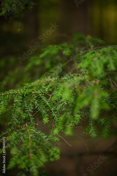 Fototapeta Beautiful Green Pine Branches in the forest in New York