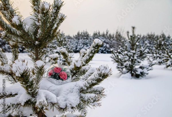 Fototapeta Red roses in a glass dome in the snow as a symbol of love. View from above. Valentine's Day concept.