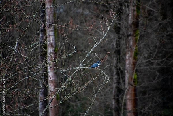 Fototapeta A kingfisher perched on a branch