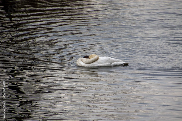 Fototapeta A trumpeter swan swimming in a rive