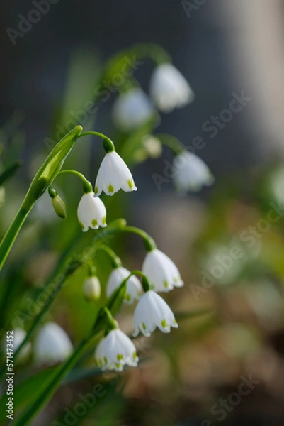 Obraz スノーフレーク