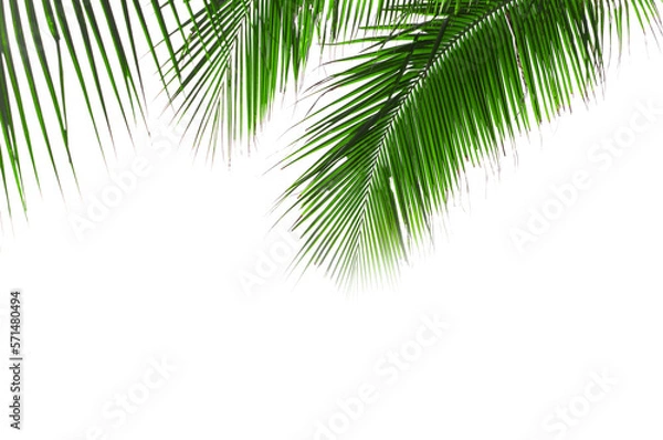 Fototapeta green palm leaves on transparent background, PNG file design summer concept