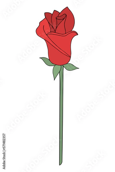 Fototapeta Closed red rose bud. Flower on a long stem. Fragrant plant. Color vector illustration. Cartoon style. Isolated background. Idea for web design.