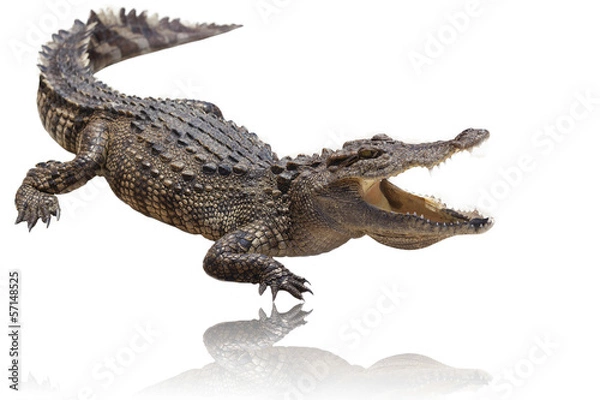 Fototapeta crocodile