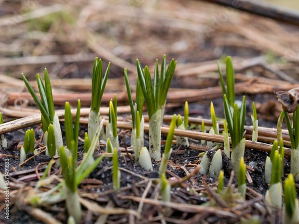 Obraz Sprouting crocus plants