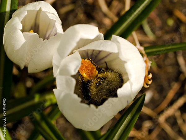 Obraz Bumblebee feeding in crocus flower