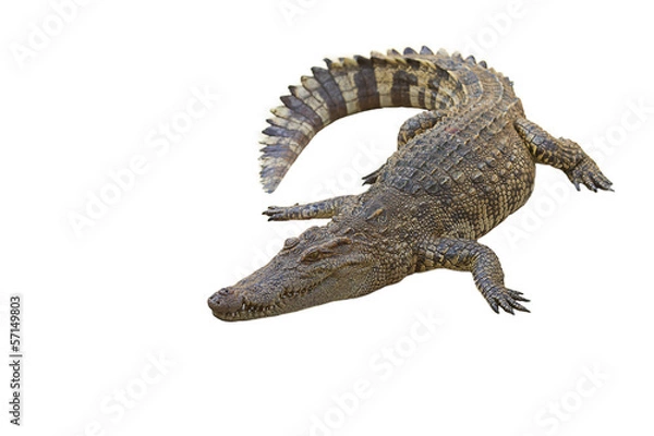Fototapeta crocodile