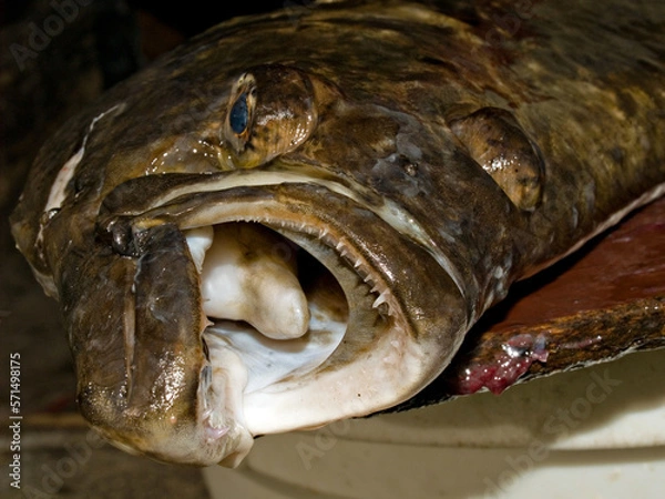 Obraz Atlantic halibut fish head - close up