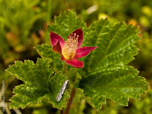 Obraz Red cloudberry flower close-up