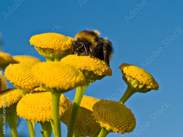 Obraz Bumblebee on Tansy flowers