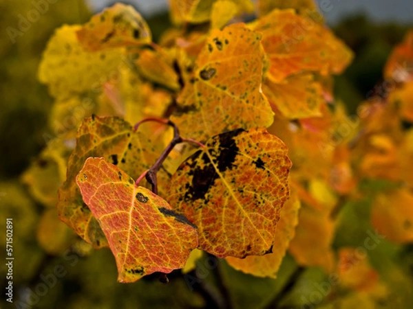 Obraz Autumn colored aspen leaves